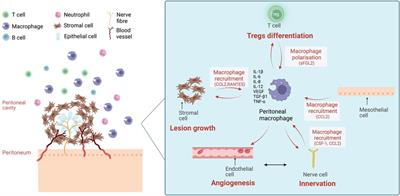 Macrophages and small extracellular vesicle mediated-intracellular communication in the peritoneal microenvironment: Impact on endometriosis development